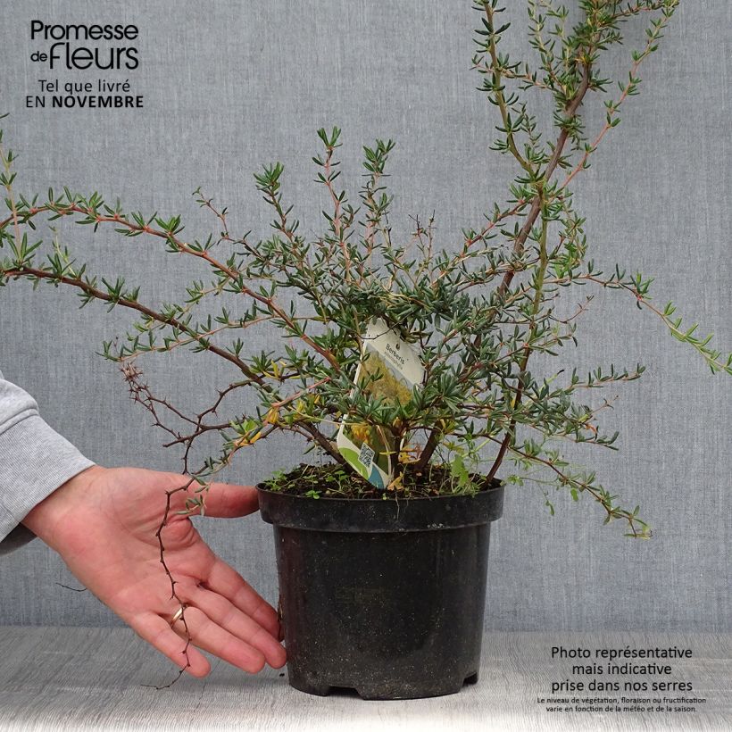 Amostra de Berberis × stenophylla Vaso de 2 L/3 L tal como entregue no outono
