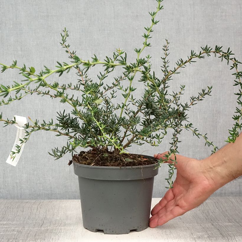 Amostra de Berberis × stenophylla Vaso de 2 L/3 L tal como entregue no verão