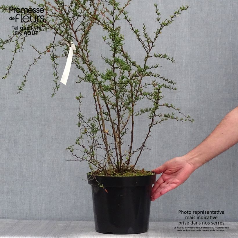 Amostra de Berberis × stenophylla Vaso de 7,5 L/10 L tal como entregue no verão