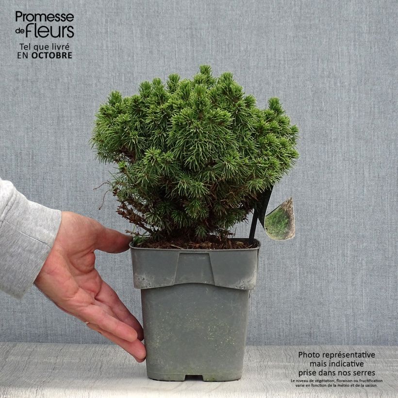 Amostra de Picea glauca Alberta Globe Vaso de 2 L/3 L tal como entregue no outono