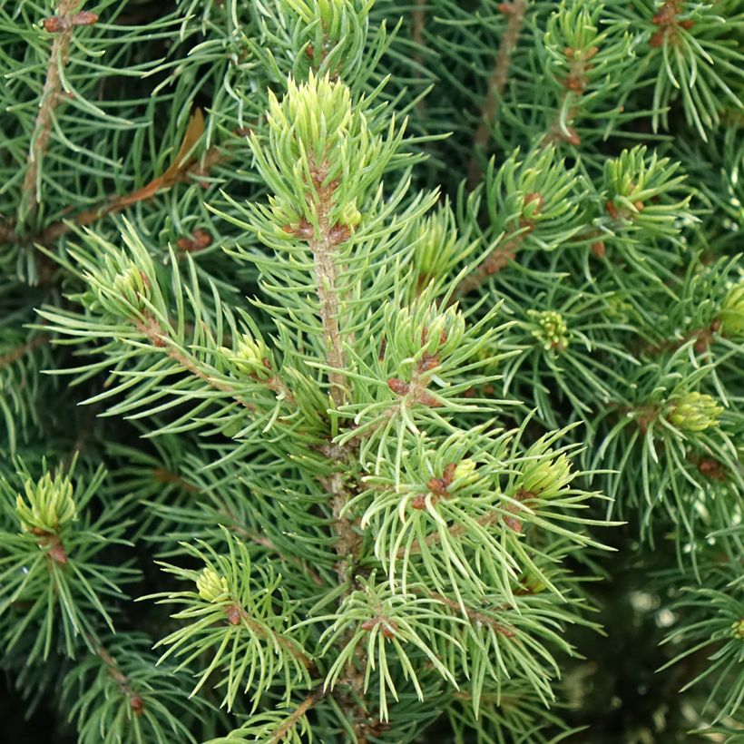Picea glauca Biesenthaler Frühling (Folhagem)