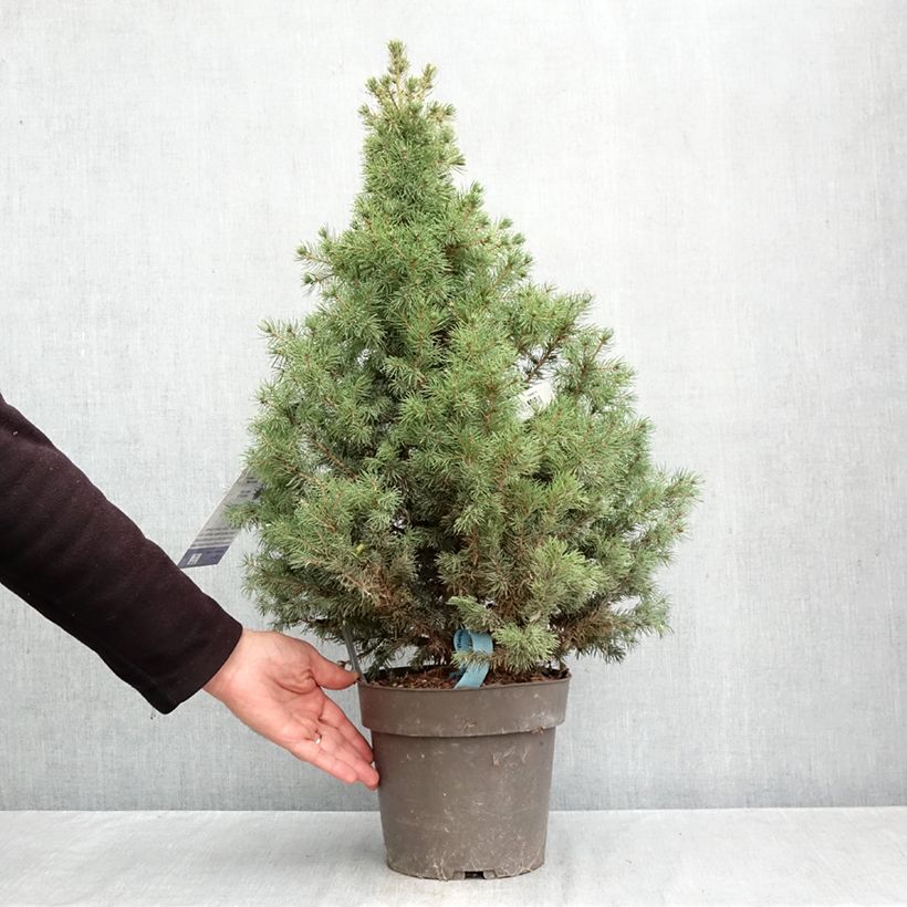 Amostra de Picea glauca Biesenthaler Frühling Vaso de 4 L/5 L tal como entregue no outono