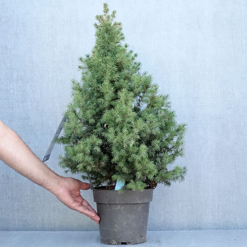 Amostra de Picea glauca Biesenthaler Frühling Vaso de 4 L/5 L tal como entregue no verão