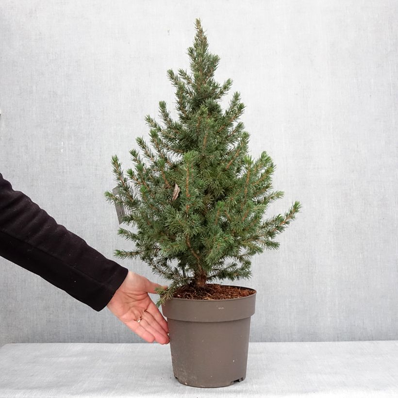 Amostra de Epinette blanche - Picea glauca Biesenthaler Frühling Vaso de 4 L/5 L tal como entregue no inverno