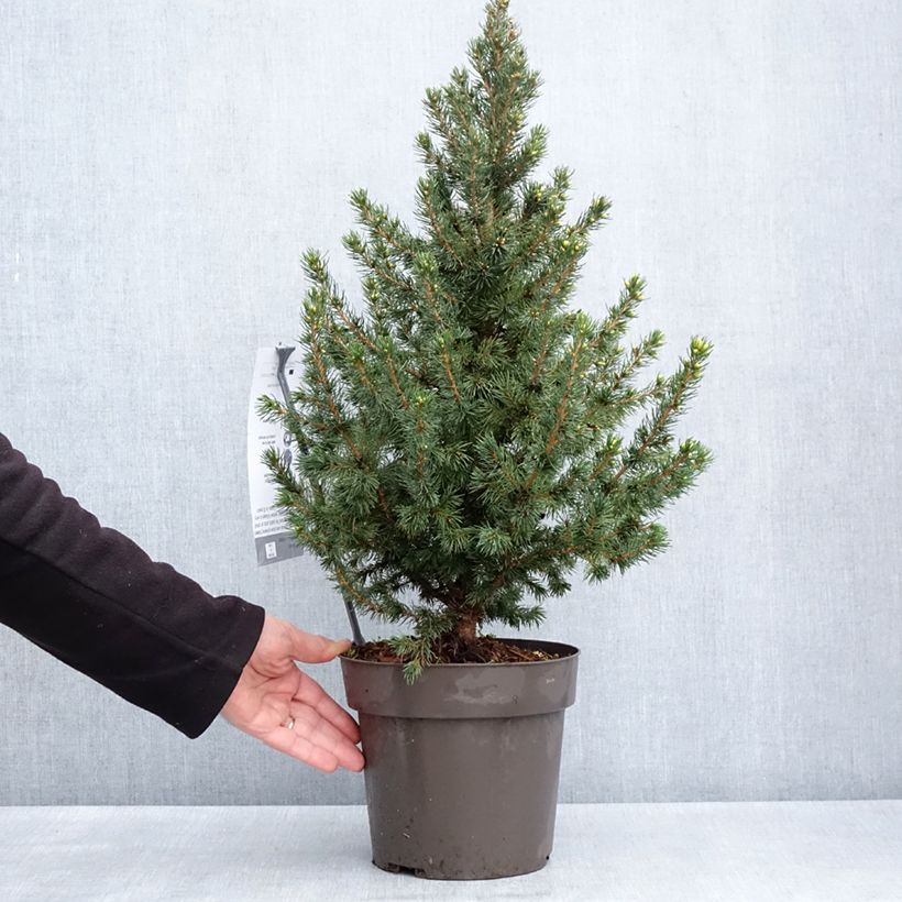 Amostra de Picea glauca Biesenthaler Frühling Vaso de 4 L/5 L tal como entregue na primavera