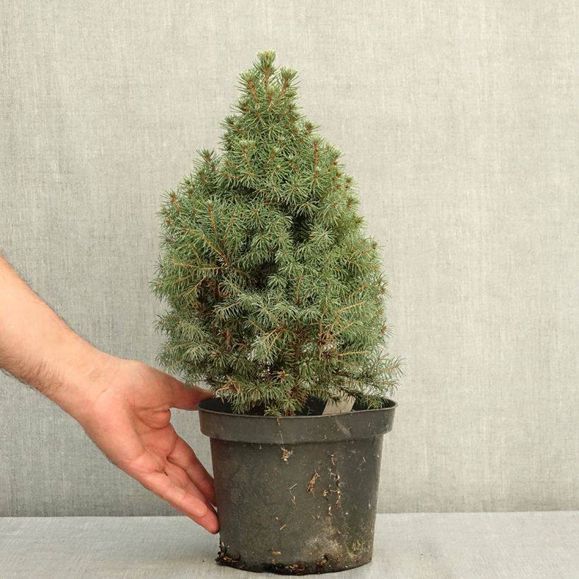 Amostra de Picea glauca Conica Blue Vaso de 3 L/4 L tal como entregue no verão