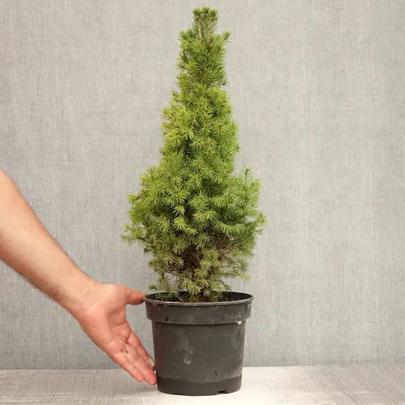 Amostra de Picea glauca Conica Vaso de 2 L/3 L tal como entregue no verão