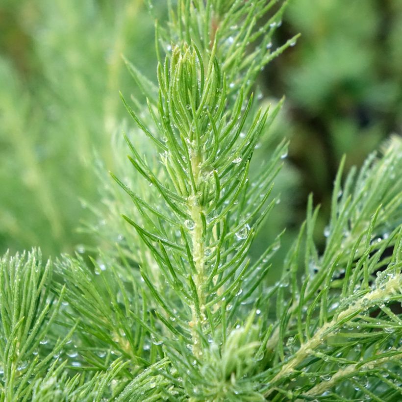 Picea glauca Conica (Folhagem)