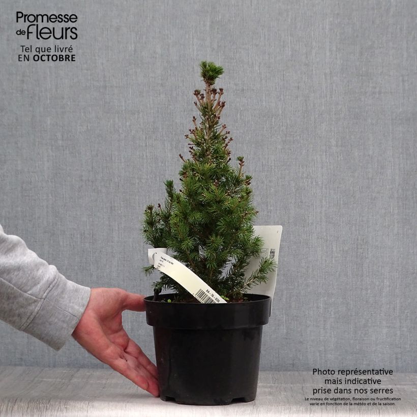 Amostra de Picea glauca Daisy's White Vaso de 2 L/3 L tal como entregue no outono