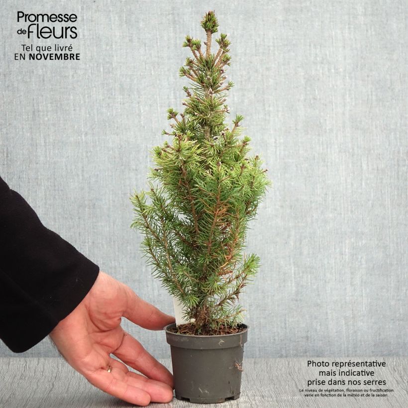 Amostra de Picea glauca Daisy's White Vaso de 8/9 cm tal como entregue no outono