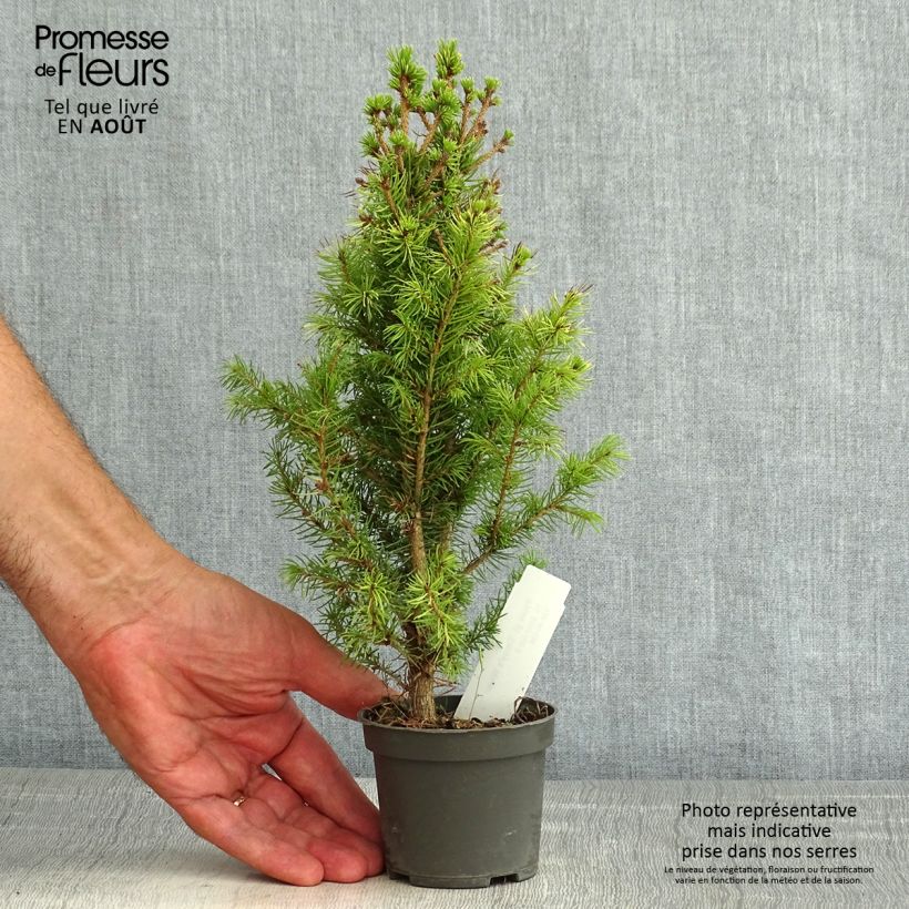 Amostra de Picea glauca Daisy's White Vaso de 8/9 cm tal como entregue no verão