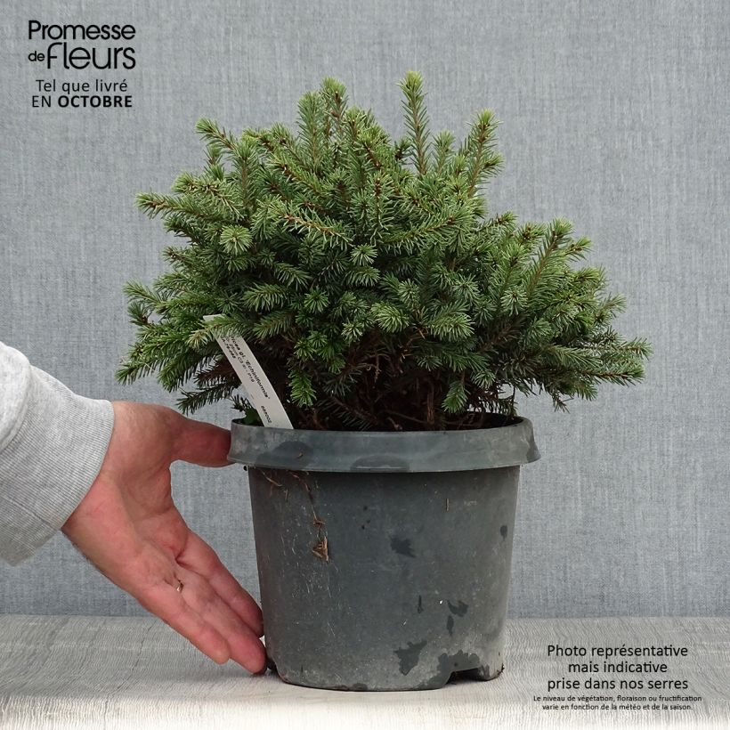 Amostra de Picea glauca Echiniformis Vaso de 2 L/3 L tal como entregue no outono
