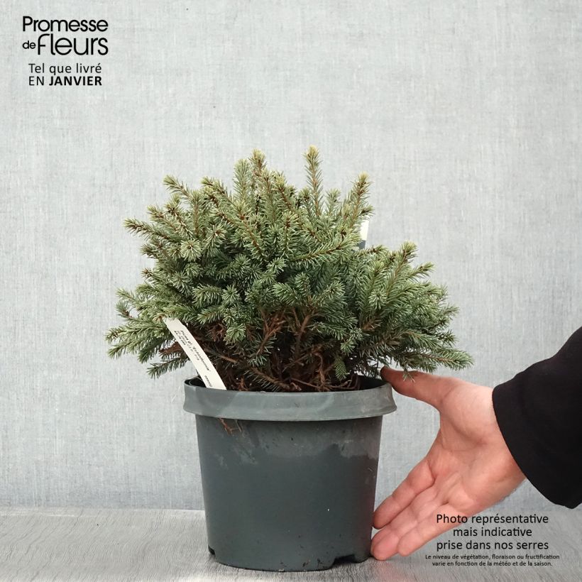 Amostra de Epinette blanche - Picea glauca Echiniformis                       Vaso de 2 L/3 L tal como entregue no inverno