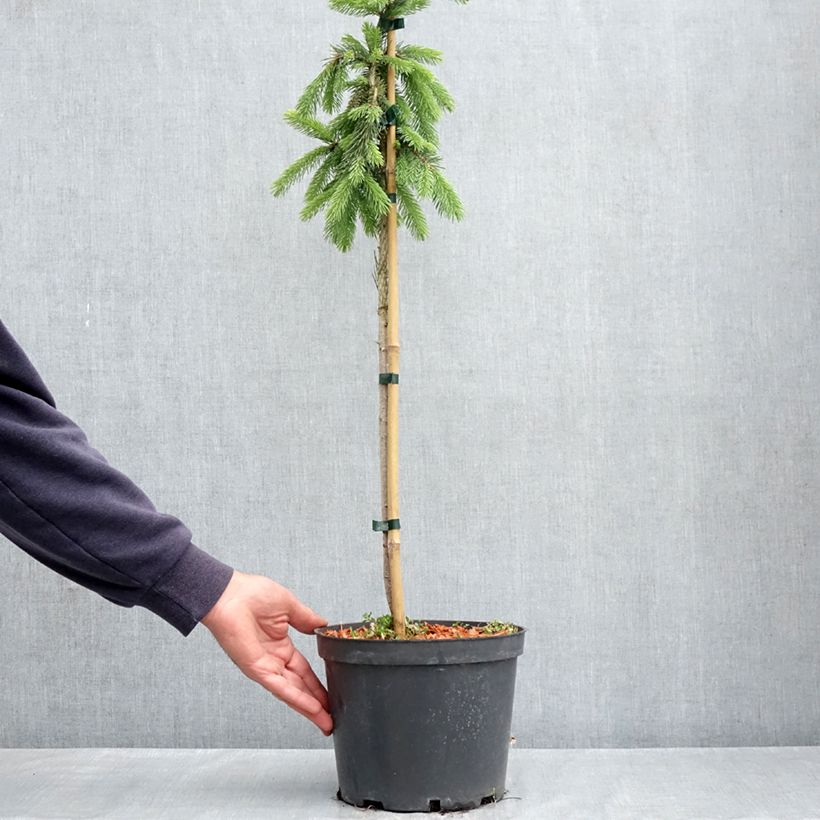 Amostra de Picea glauca Pendula Vaso de 4 L/5 L, Mini-haste tal como entregue na primavera