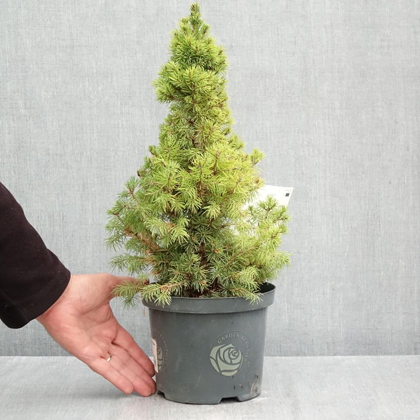 Amostra de Picea glauca Rainbow's End Vaso de 2 L/3 L tal como entregue no outono