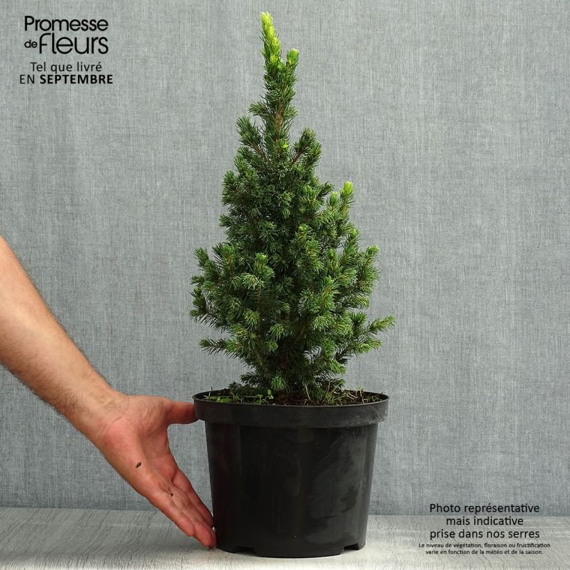 Amostra de Picea glauca Rainbow's End Vaso de 2 L/3 L tal como entregue no verão