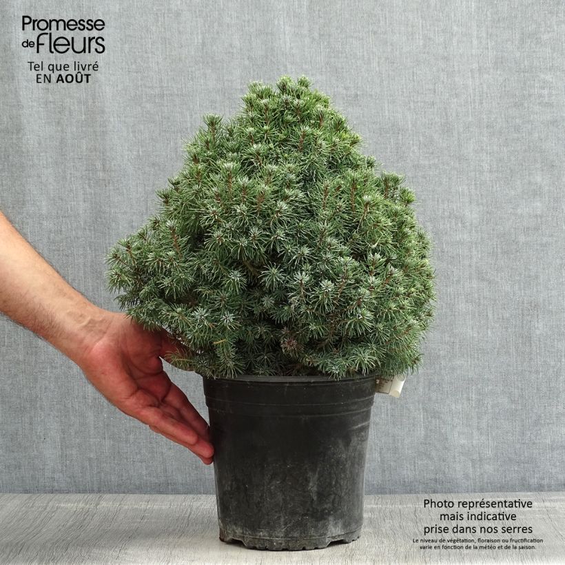 Amostra de Picea glauca Sander's Blue Vaso de 4 L/5 L tal como entregue no verão