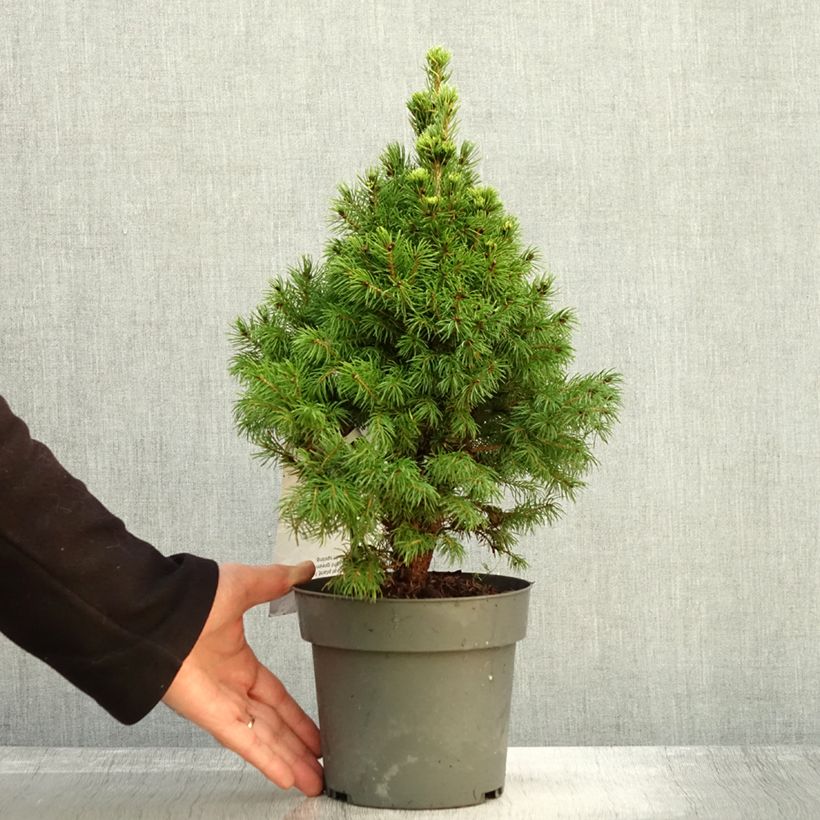Amostra de Picea glauca Sun on the Sky Vaso de 2 L/3 L tal como entregue no outono