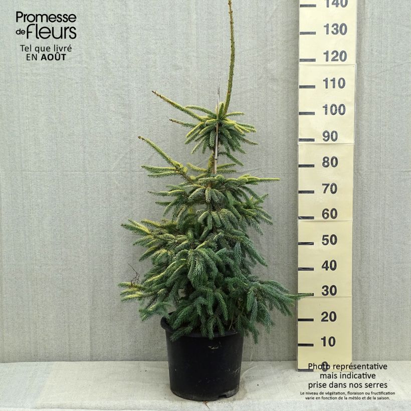 Amostra de Picea mariana Aurea Vaso de 12 L/15 L tal como entregue no verão