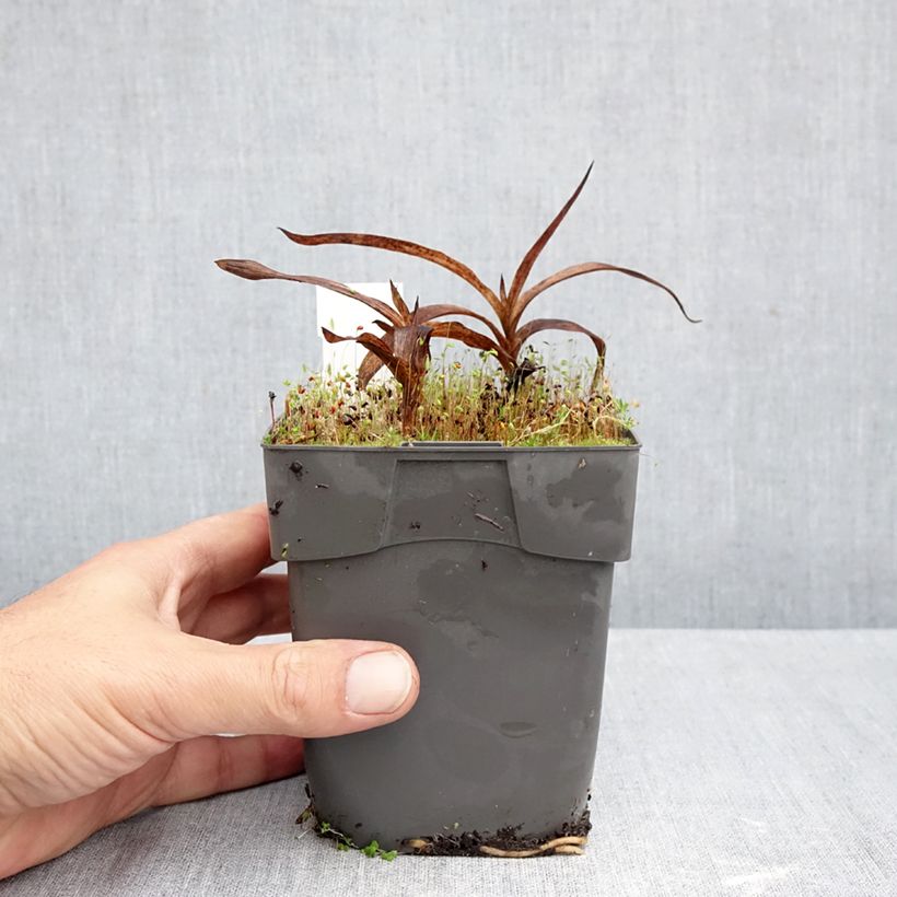 Amostra de Epipactis gigantea Vaso de 1 L/1,5 L tal como entregue no outono