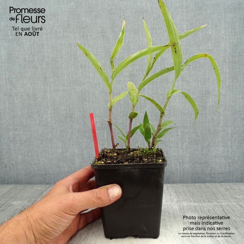 Amostra de Epipactis gigantea Vaso de 1 L/1,5 L tal como entregue no verão
