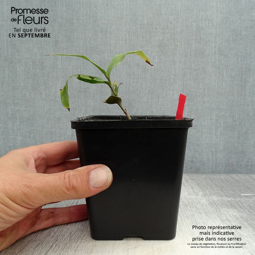 Amostra de Epipactis gigantea Night Serpentine Vaso de 1 L/1,5 L tal como entregue no outono