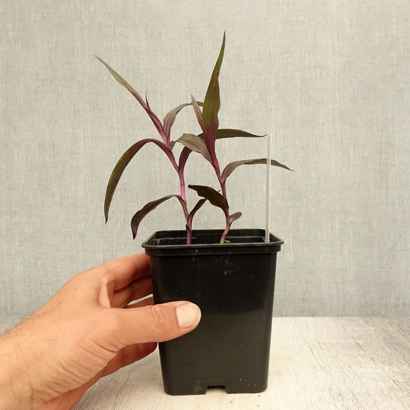 Amostra de Epipactis gigantea Night Serpentine Vaso de 1 L/1,5 L tal como entregue no verão