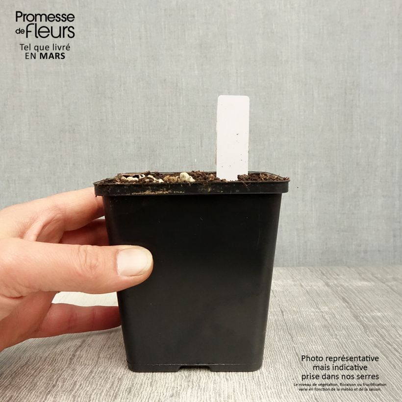 Amostra de Epipactis gigantea Night Serpentine Vaso de 1 L/1,5 L tal como entregue na primavera