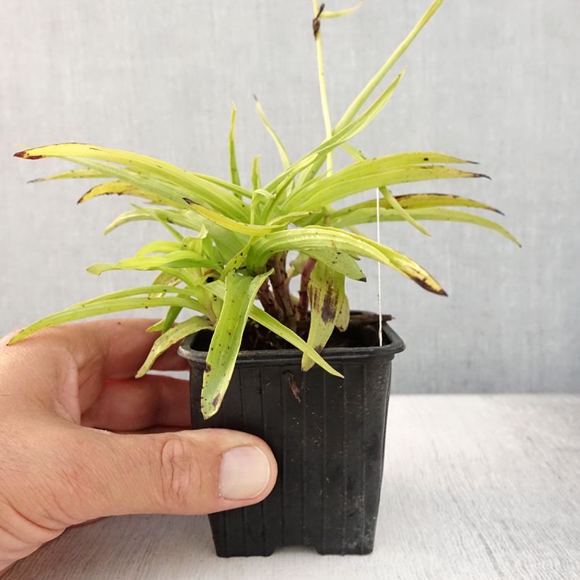 Amostra de Epipactis palustris Vaso de 8/9 cm tal como entregue no verão