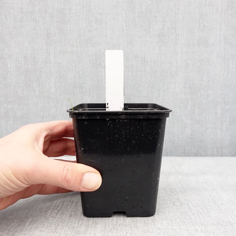 Amostra de Epipactis royleana Vaso de 1 L/1,5 L tal como entregue no inverno