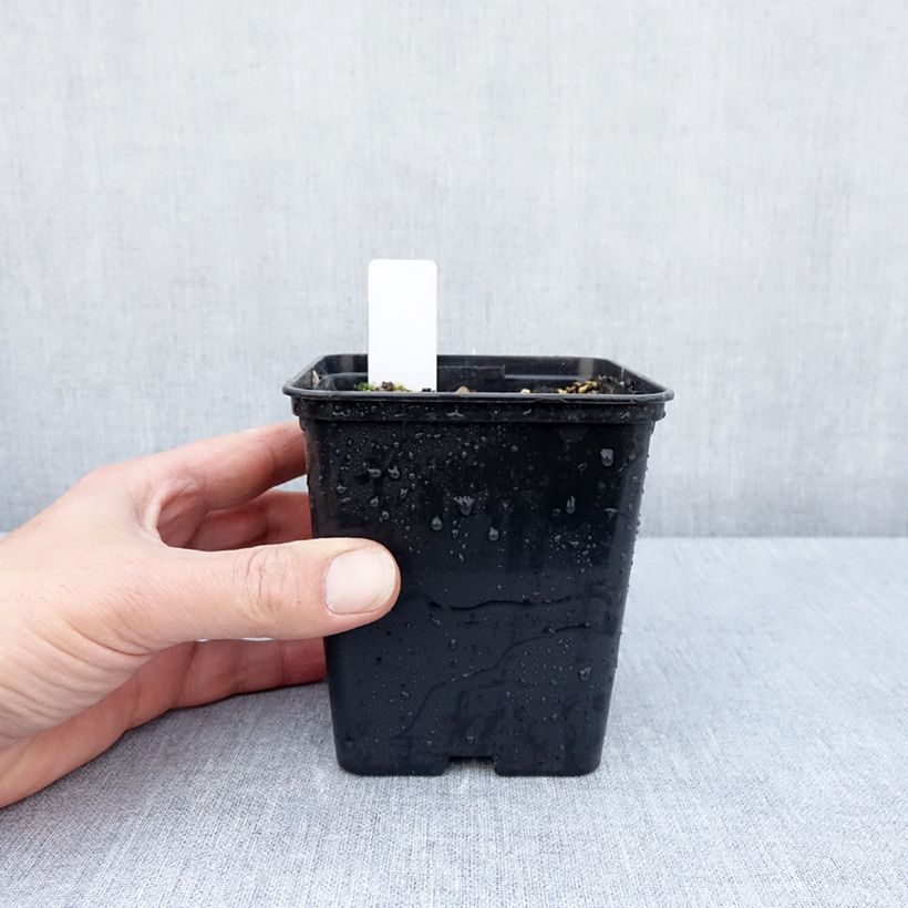 Amostra de Epipactis royleana Vaso de 1 L/1,5 L tal como entregue na primavera