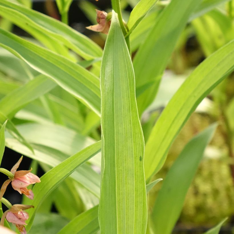Epipactis Sabine (Folhagem)