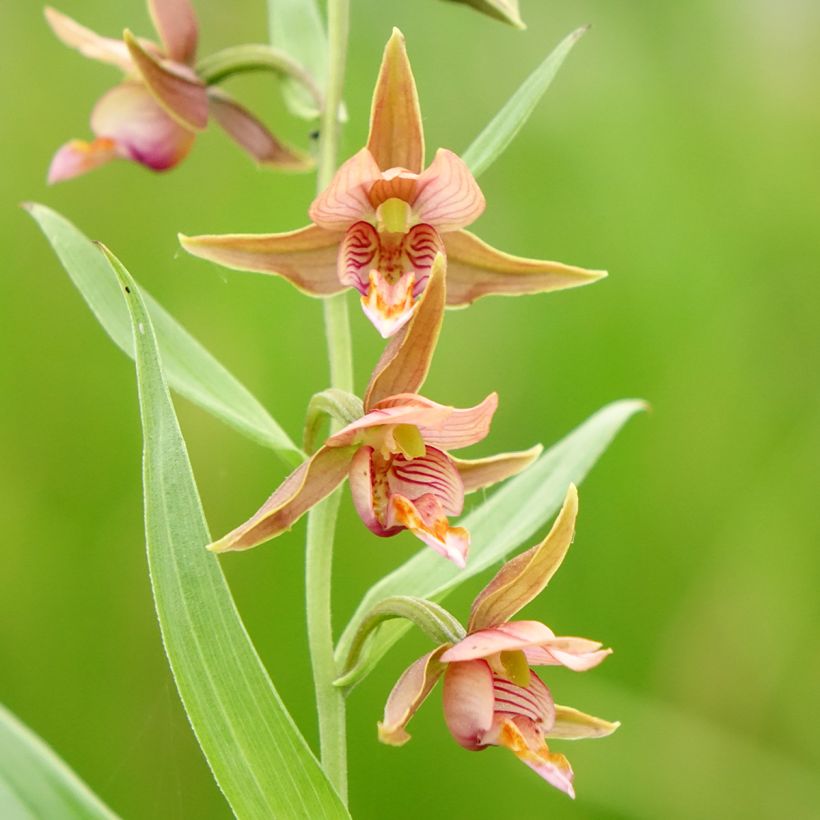 Epipactis Sabine (Floração)