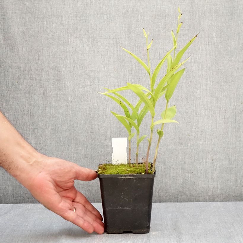 Amostra de Epipactis Sabine Vaso de 1 L/1,5 L tal como entregue no outono