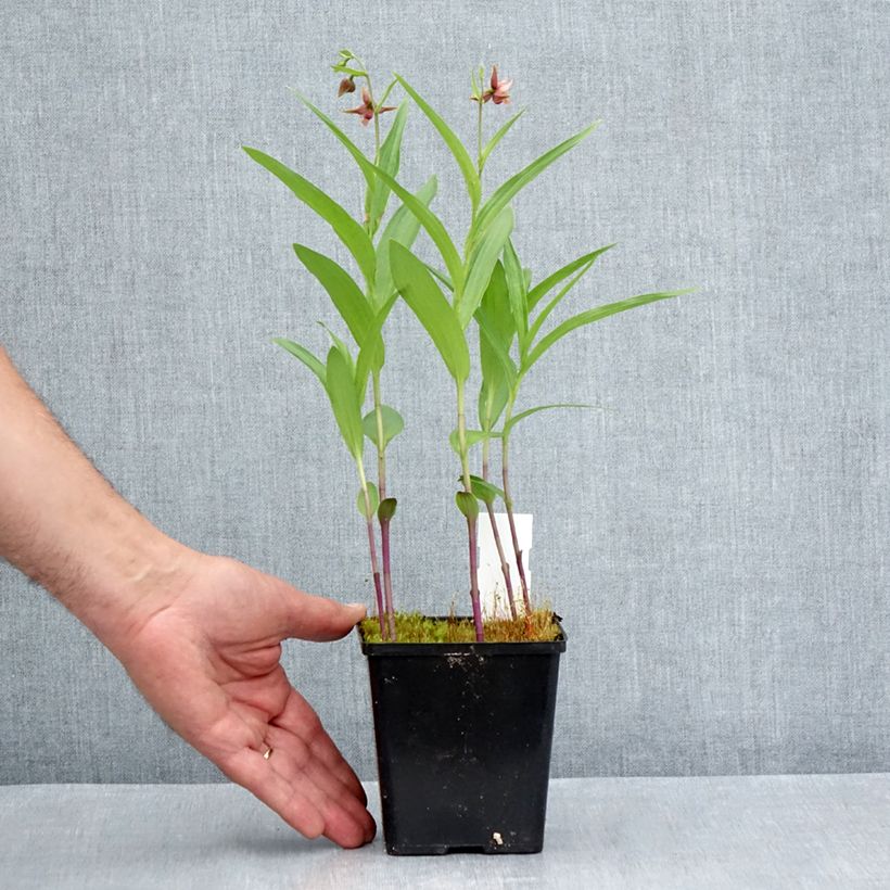 Amostra de Epipactis Sabine Vaso de 1 L/1,5 L tal como entregue no verão