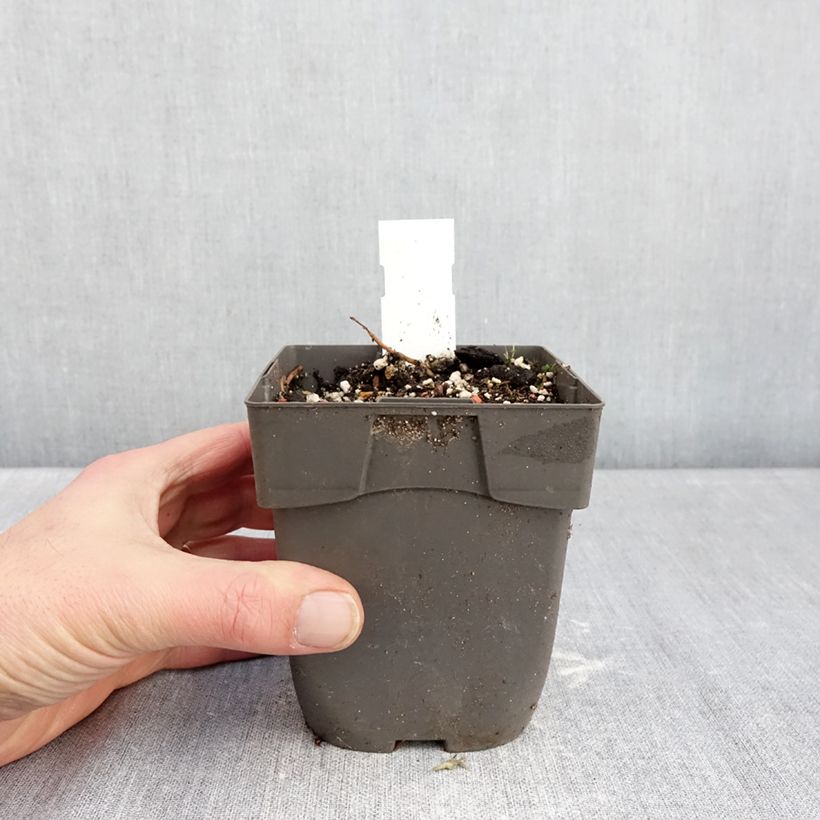 Amostra de Epipactis Sabine Vaso de 1 L/1,5 L tal como entregue no inverno