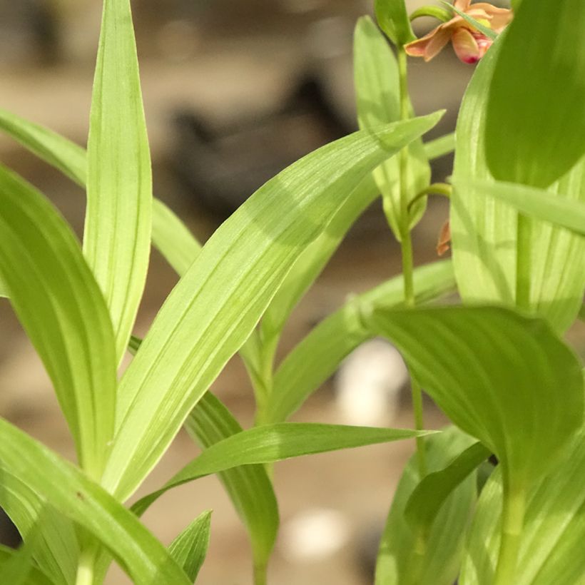 Epipactis thunbergii × gigantea (Folhagem)