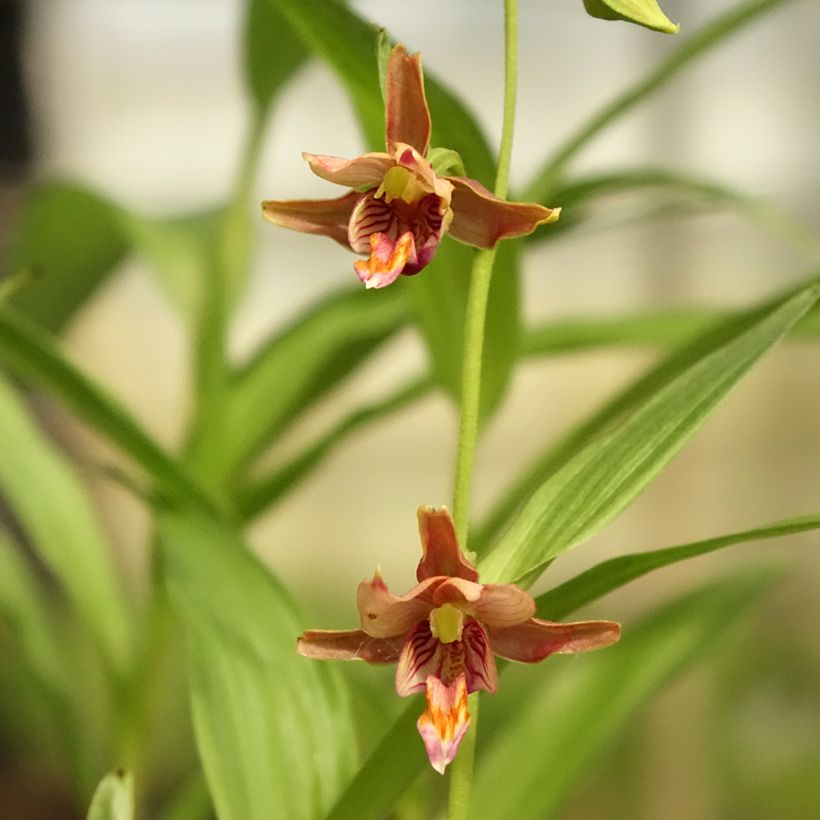 Epipactis thunbergii × gigantea (Floração)