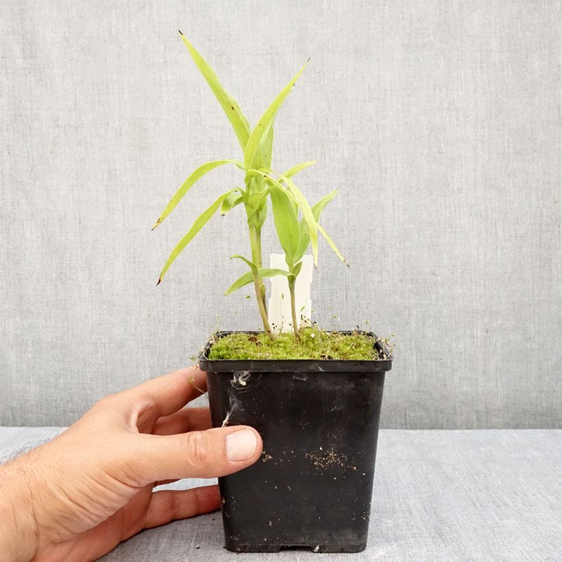 Amostra de Epipactis thunbergii × gigantea Vaso de 1 L/1,5 L tal como entregue no outono
