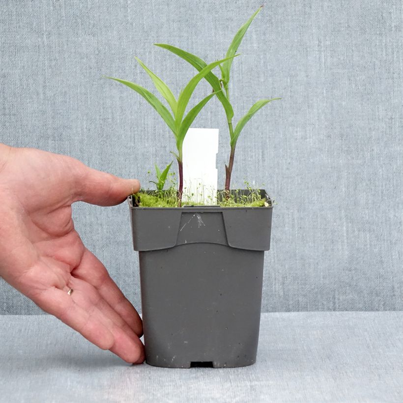 Amostra de Epipactis thunbergii × gigantea Vaso de 1 L/1,5 L tal como entregue no verão