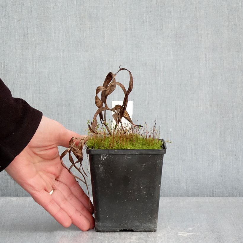 Amostra de Epipactis thunbergii x gigantea - Orchidée de jardin Vaso de 1 L/1,5 L tal como entregue no inverno