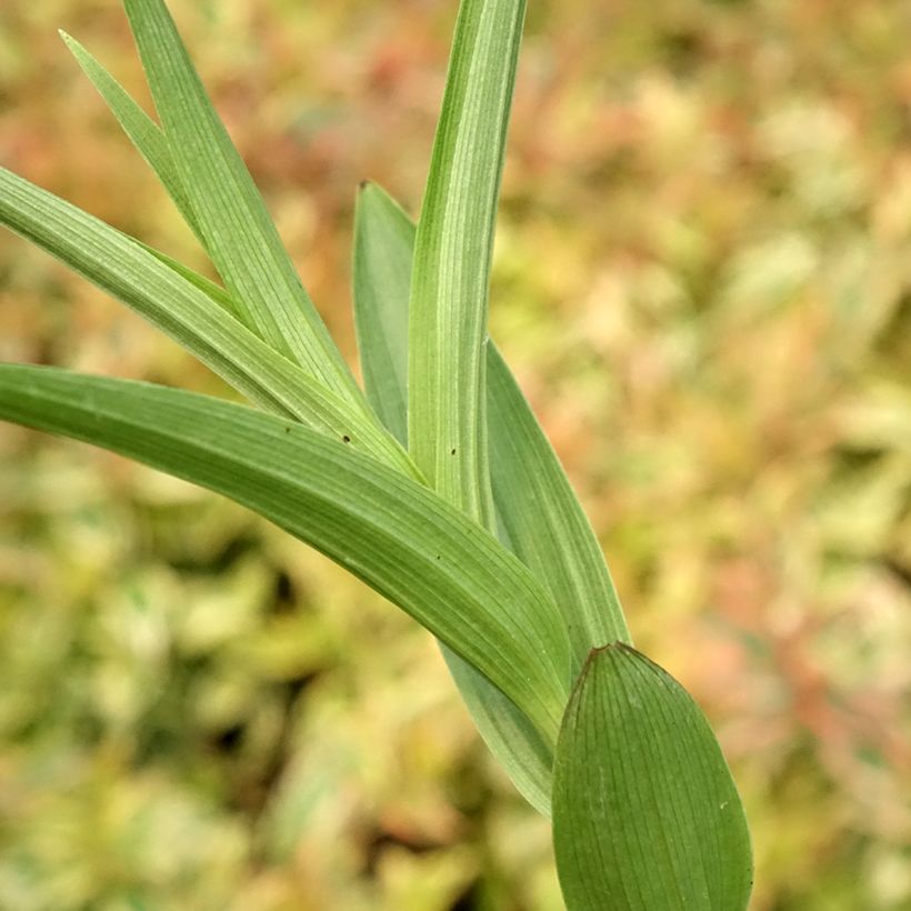 Epipactis veratrifolia (Folhagem)
