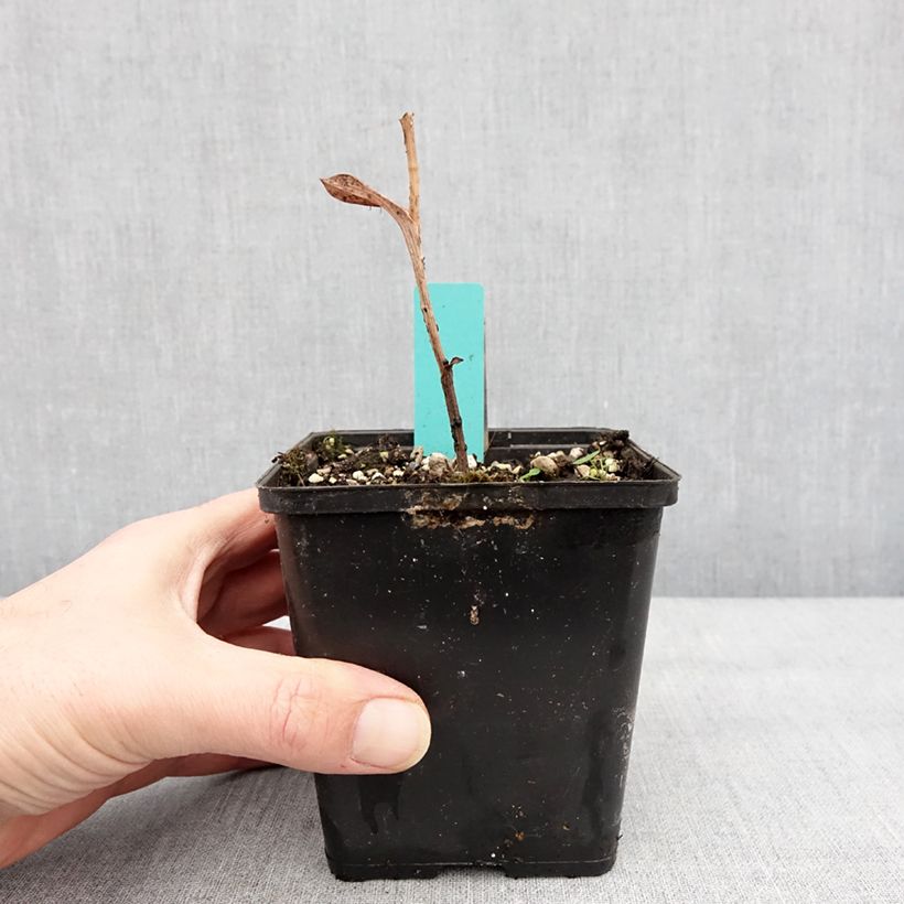 Amostra de Epipactis veratrifolia - Orchidée de jardin Pot de 1L/1,5L tal como entregue no inverno