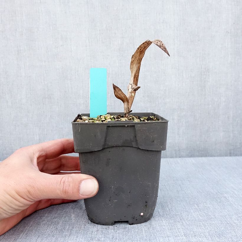 Amostra de Epipactis veratrifolia Vaso de 1 L/1,5 L tal como entregue na primavera