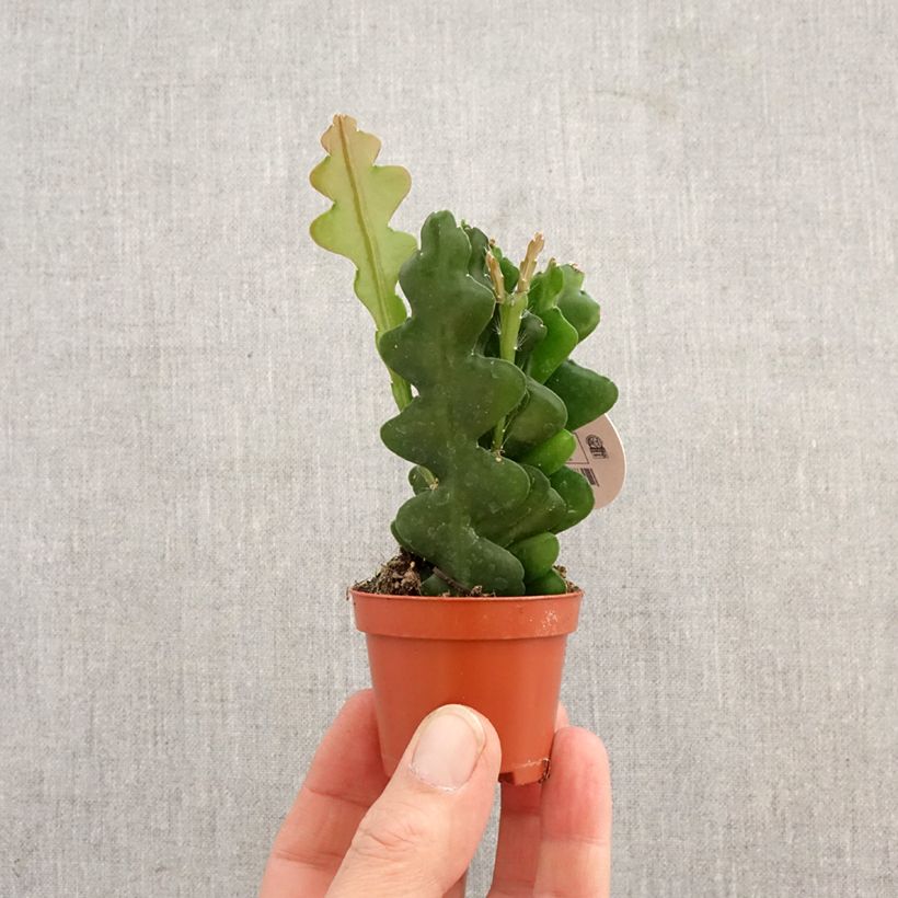Amostra de Epiphyllum anguliger - Cactus zig-zag Miniplanta tal como entregue na primavera
