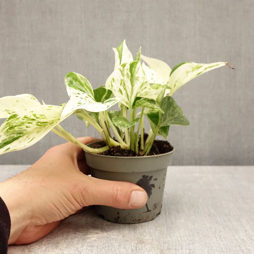 Amostra de Epipremnum aureum Marble Queen - Pothos Pot de 10 cm/11cm tal como entregue na primavera