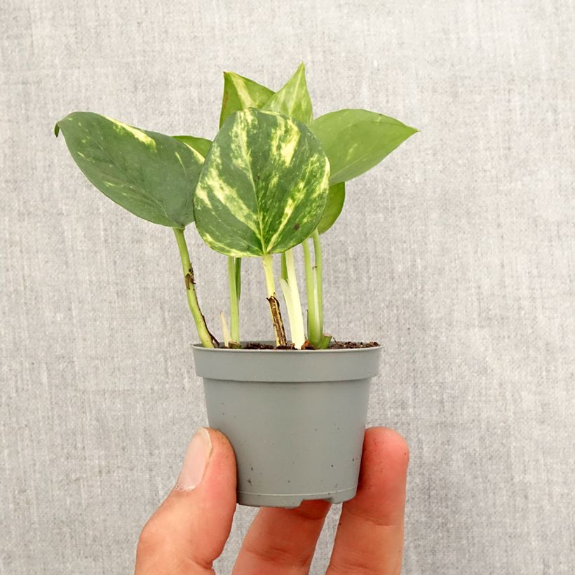 Amostra de Epipremnum aureum - Pothos Mini-plante tal como entregue na primavera