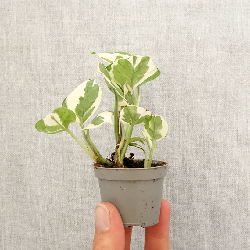 Amostra de Pothos N'Joy Mini-plante tal como entregue na primavera