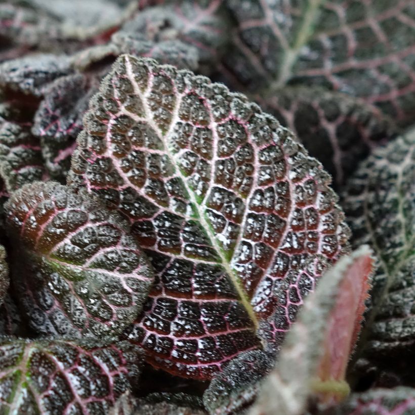 Episcia cupreata Country Brilliance (Folhagem)
