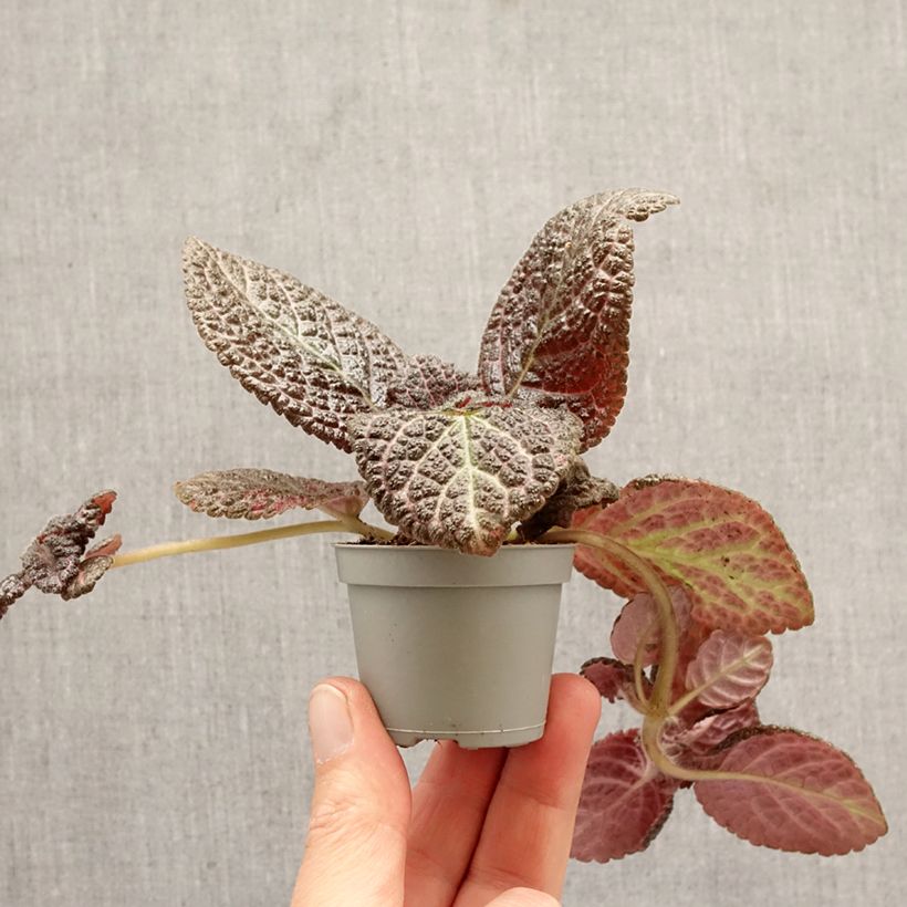 Amostra de Episcia cupreata Country Brilliance Miniplanta tal como entregue na primavera